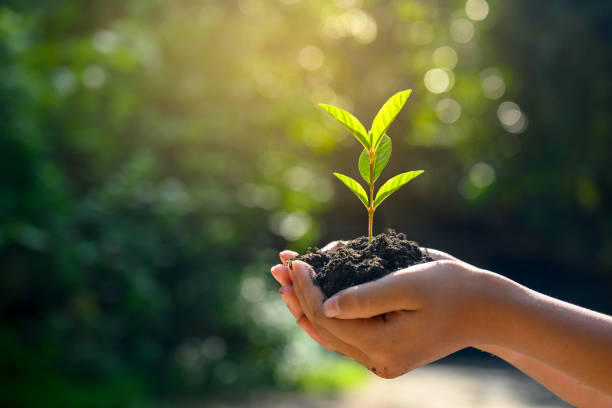 Hands holding a small plant